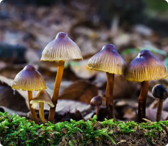 Psilocybin Vox Terrae sacrament for earth wisdom and ancestral vision